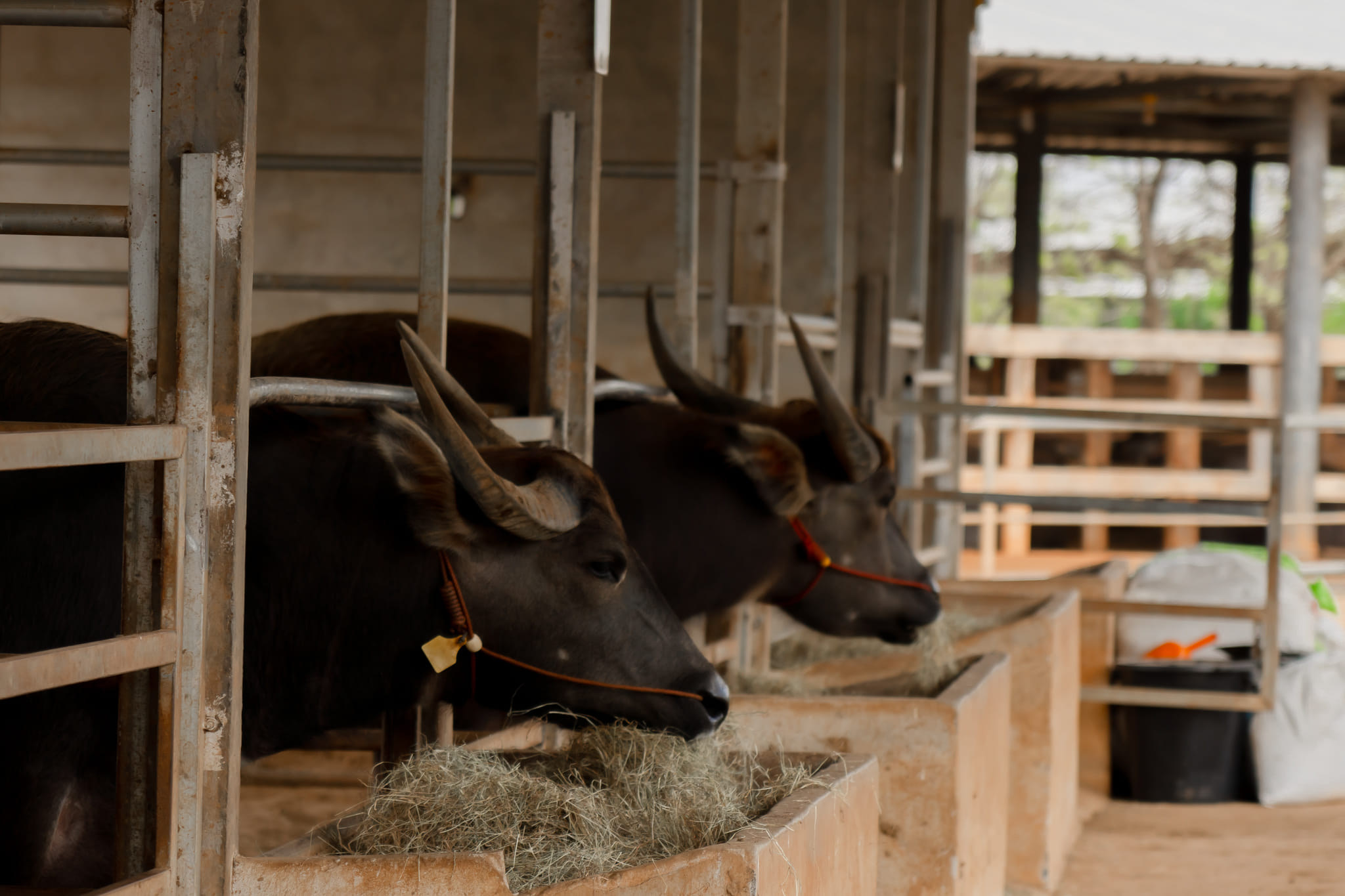 Thai buffaloes
